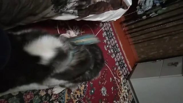 Мотает головой ест хлеб смотреть онлайн