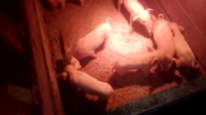 свинья перехаживает срок опороса МЁРТВЫЕ ПОРОСЯТА В ОПОРОСЕ