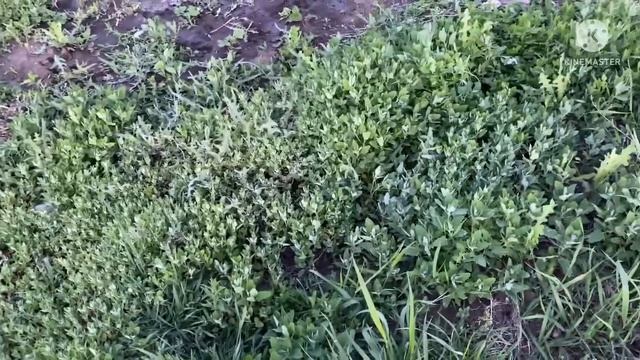 «Клад» нашла у себя на огороде. И мой салат «цезарь» . Мята, лебеда.28 мая 2022 г. смотреть онлайн