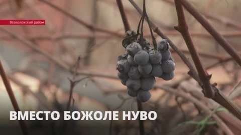 Вино во Всеволожском районе: о богатой культуре виноделия и современных подходах к делу в Ленобласти