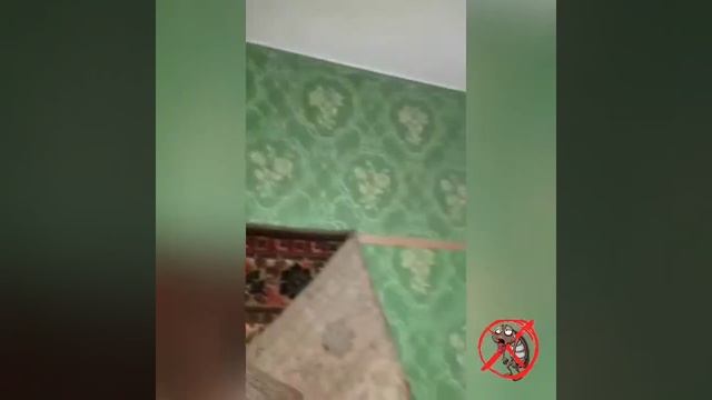 откуда появляются клопы в квартире