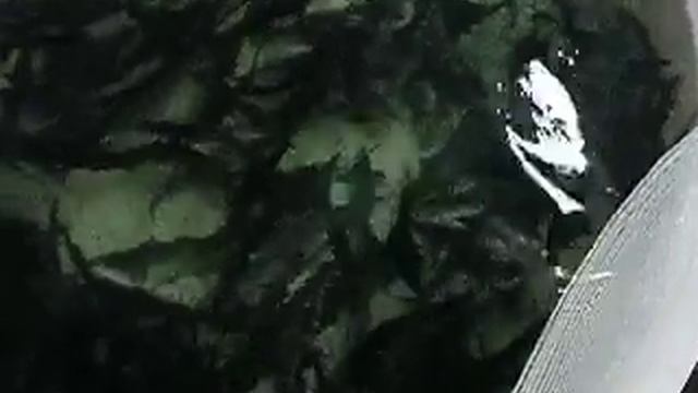 Кормление осетров в бассейнах УЗВ смотреть онлайн