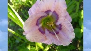 Лилейники в моём саду