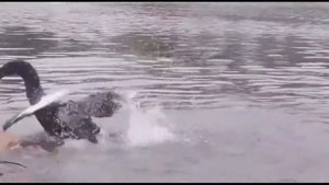 ЛЕБЕДЬ НАПАЛ НА СОБАКУ  СМОТРЕТЬ!!!!!!SWAN ATTACK THE DOG WATCH !!!!!!