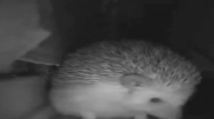 Ежик чихнул - ОТ КУДА МЕМ? Происхождение мема с Ежиком / Ежик зевает