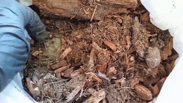 Добавляю в грунт землю из леса и труху от пня для крепкой рассады. Результат эксперимента.