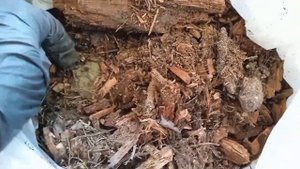 Добавляю в грунт землю из леса и труху от пня для крепкой рассады. Результат эксперимента.