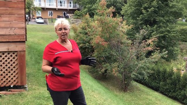 CAPSULE #39 - Utiliser l'Acer Ginnala (Érable de l'Amur) смотреть онлайн