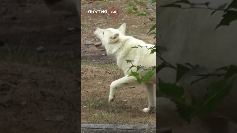 Якутская лайка уже как бренд для местных охотников