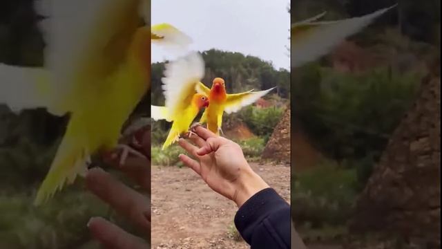 Обед у попугаев