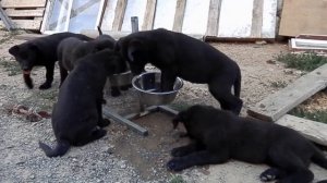 ЩЕНКИ черной НЕМЕЦКОЙ ОВЧАРКИ. Puppies black German Shepherd .Одесса.