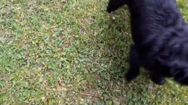 Веселые грифоны