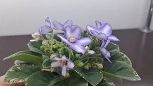 Цветущие мини фиалки в феврале