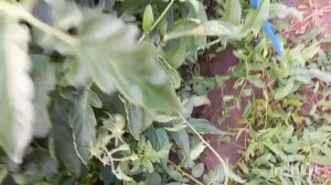 СОБИРАЕМ УРОЖАЙ. БЕЛОКРЫЛКА АТАКУЕТ ТОМАТЫ