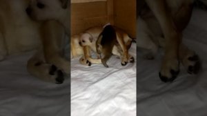 Щенки чихуахуа 3 недели