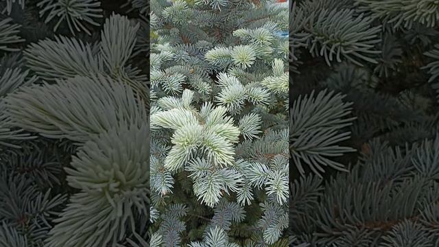 Picea pungens Glauca | Ель колючая голубая