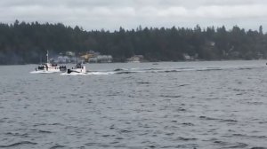 Olympia Harbor Days Tugboat Races 2015