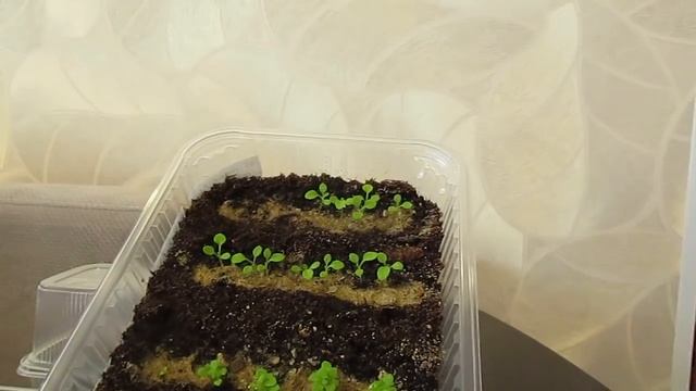 Порадовала всхожесть Петунии,Бакопы, Импатиенса и Трахелиума17.02.2020 смотреть онлайн