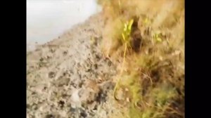 Крокодил проглотил собаку на глазах у хозяина