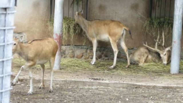 Зоопарк 6 Alex.avi (с информацией) смотреть онлайн