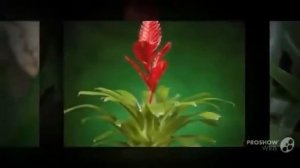 Цветы Вриезия (Vriesea flower)