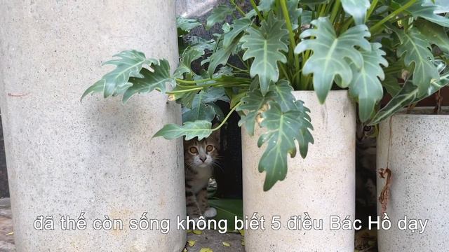 Nhật Ký Mồn Lèo - Anh Tâm Thực Vật смотреть онлайн