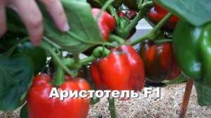 Обзор сортов сладкого перца.Сладкий перец завалил урожаем!