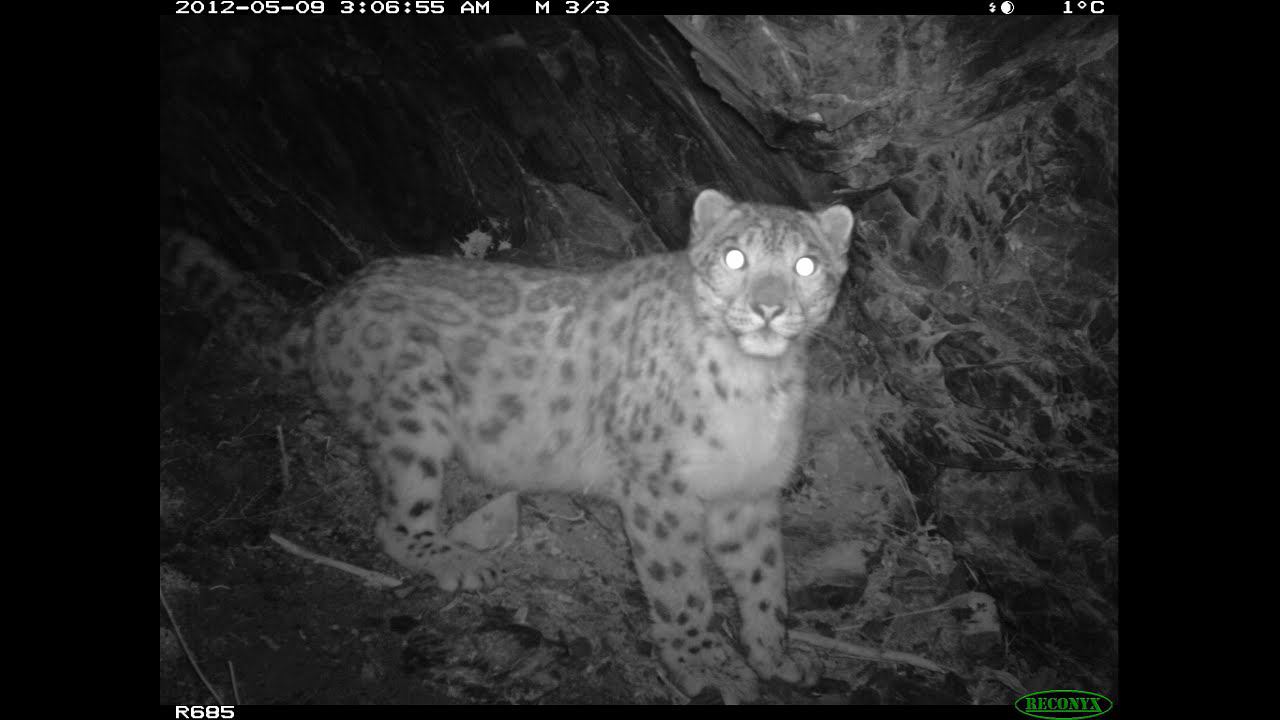 АЛТАЙ. Укок. В поисках снежного барса. Altai. Ukok. Snow leopard смотреть онлайн