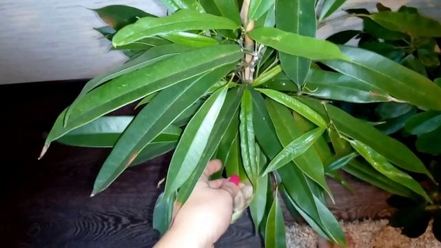 МОИ ФИКУСЫ: УХОД, ПОЛИВ смотреть онлайн