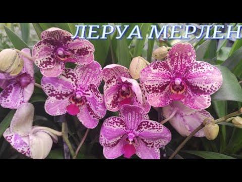№760/ РОСКОШНЫЕ орхидеи в ЛЕРУА МЕРЛЕИ на Новой Адыгее