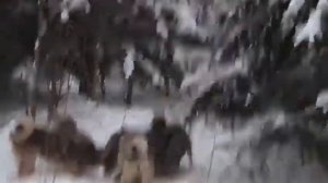 Лайки держат кабана.