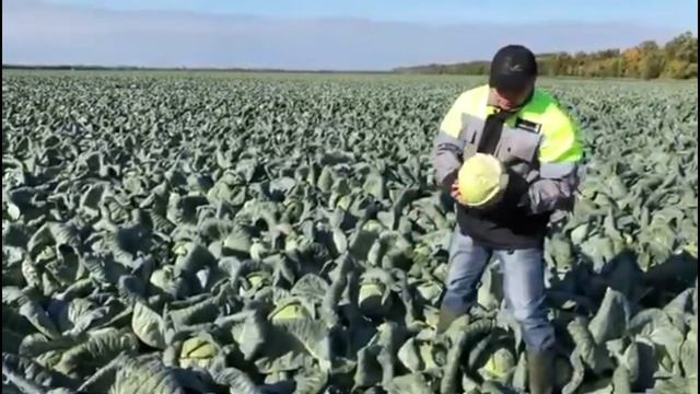 Капуста для переработки Ларсия F1 (Larsia F1) от Seminis смотреть онлайн