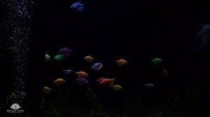 Beautiful Aquarium at Night | No Music | 10 Hour Sleep Sound | Full HD