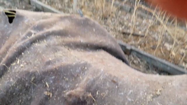 Персик в Омске после зимовки. Рассказываю как укрываю смотреть онлайн