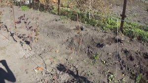 Особенности посадки технических сортов винограда на моем участке