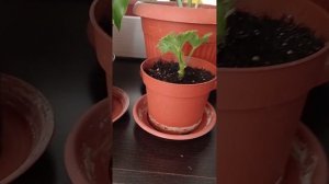 королевская герань 2??