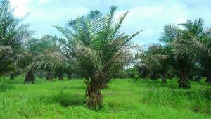 Гвинея. Экскурсия по стране