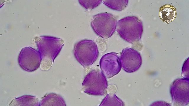 Малиновый чистый Мёд смотреть онлайн