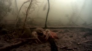 ВОТ ЧТО ЛЮБЯТ РАКИ ВЕСНОЙ! Подводная съемка