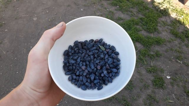 Собрали жимолость