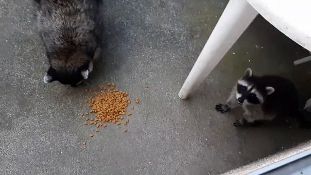 Ракуша выморозила питание и сразу откуда-то малыш подкатился смотреть онлайн