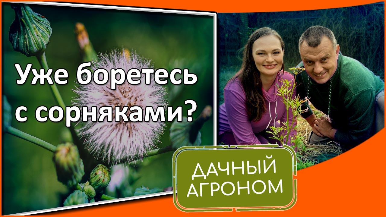 Новый агроном еще утром предупреждал что. Дачный агроном. Дачный агроном календарный курс по подготовке видеороликов.