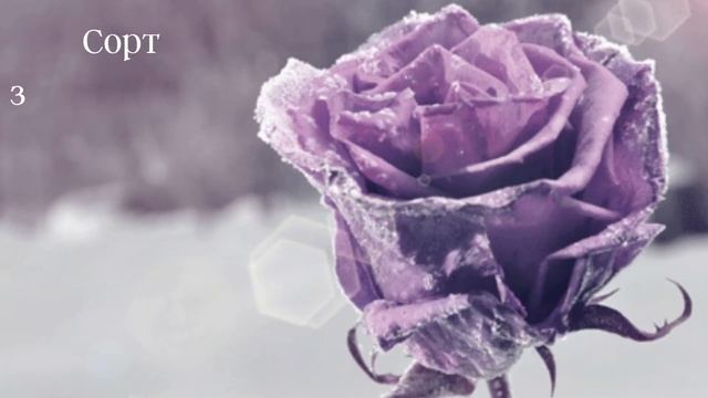 Роза чайно-гибридная Шарль де Голь "Rose Charles de Gaulle" смотреть онлайн