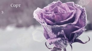 Роза чайно-гибридная Шарль де Голь "Rose Charles de Gaulle"