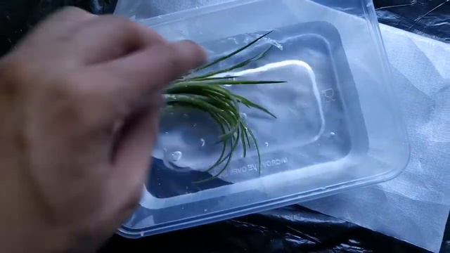 New Plant Unboxing - Tillandsia ionantha rubra in a Paludarium set up