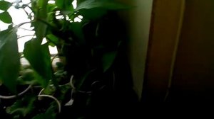 Клубника дома, клубника на окне в квартире