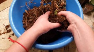 СИНИНГИЯ ЖЕЛТАЯ АРОМАТНАЯ В КОРОКСЕ 5 МЕСЯЦЕВ СПУСТЯ 13.11.21