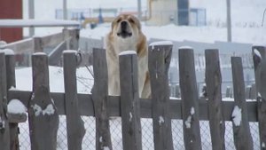 На видео лает собака породы алабай