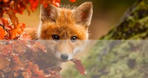 Караоке Максим Фадеев feat. MOLLY - Рассыпая серебро