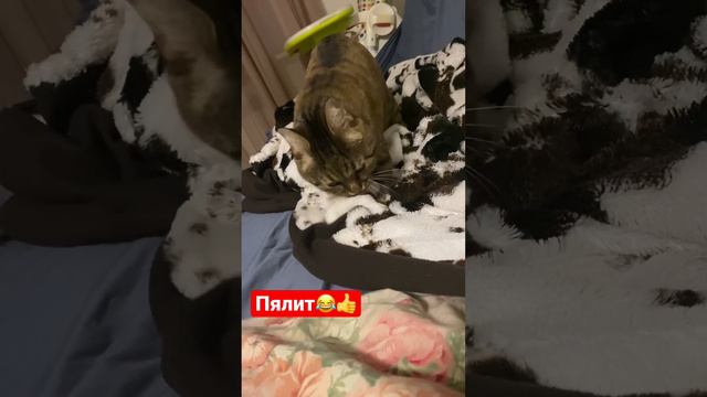 Кот извращенец😂 #2023 #приколы #cute #рек #ukraine #cat #cats смотреть онлайн